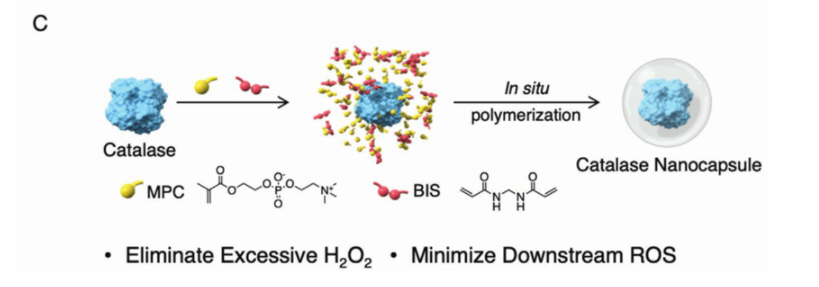 图三:过氧化氢酶纳米胶囊的设计,制备示意图