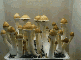 蘑菇生长过程图图解图片